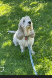 Are you going to be around this summer? Easy Dog walking, needed ASAP 1