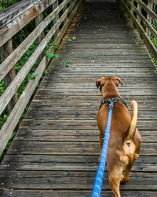 Insured Stanford student. Morning dog walks in your neighborhood 2