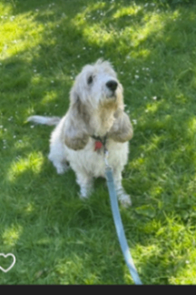 Dog walker needed ASAP JUNE 2026 1