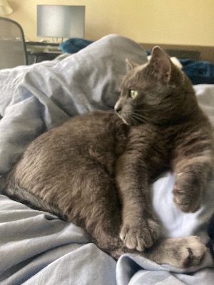 Cat for Adoption - No fees, neutered, up-to-date shots 1